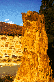 Arbol fsil