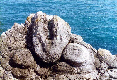 Dorset - Inglaterra -