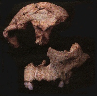 Homo Antecessor